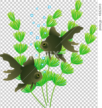 兩個土塊demesquin和Matsumo 4882843