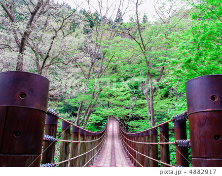 新緑の汐見吊橋 (茨城県高萩市・花貫渓谷)～横カット 4882917