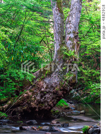 那珂川の支流源流に生える巨大な老木 那珂川の支流源流に生える巨大な老木 4882918