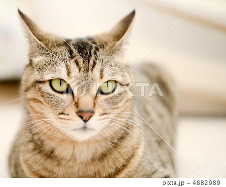 凛々しい猫の顔の写真素材 4