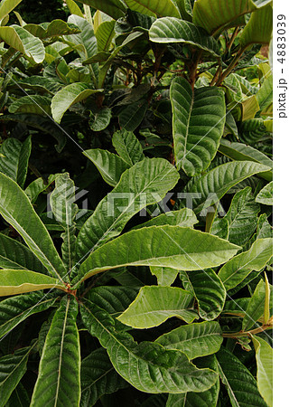 ビワの葉 4883039