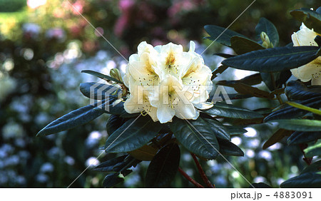 春の京都北山 4883091