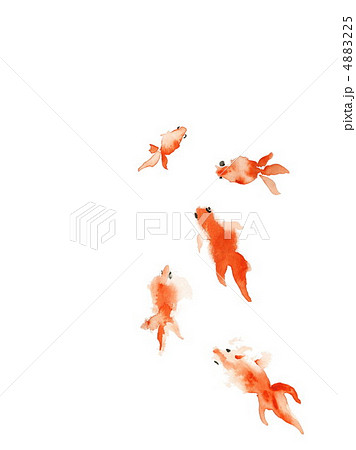 金魚 4883225