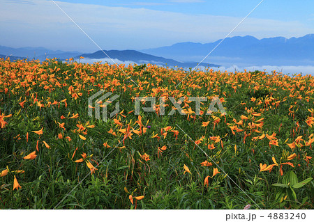 霧ケ峰高原のニッコウキスゲ 4883240