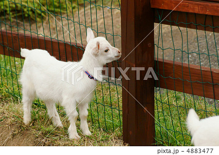 子ヤギ 子ヤギ 4883477