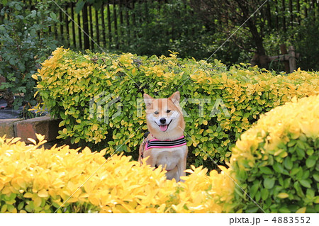 柴犬と黄金マサキ 柴犬と黄金マサキ 4883552