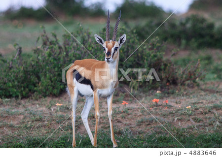 野生動物 野生動物 4883646