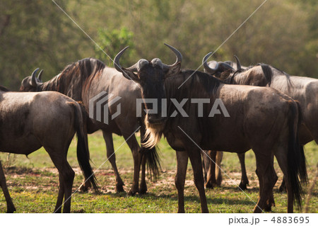 野生動物 4883695