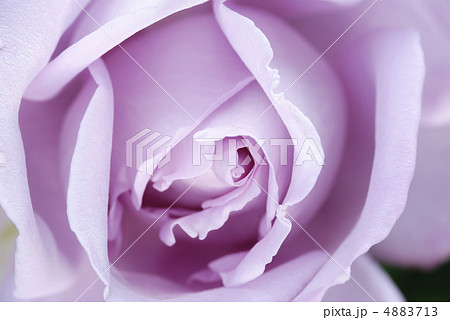 紫色のバラの花のアップ 4883713