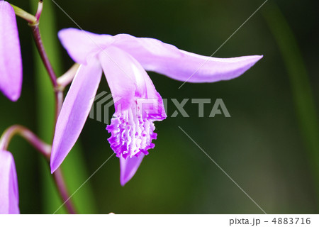 シランの花のアップ 4883716