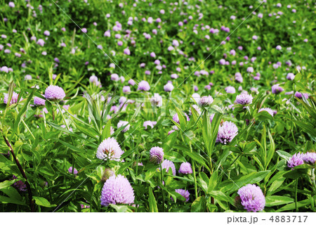 アカツメクサの群生 4883717