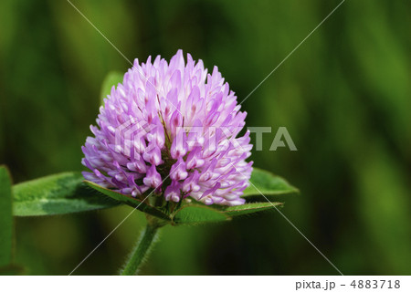 紫色のアカツメクサ 4883718