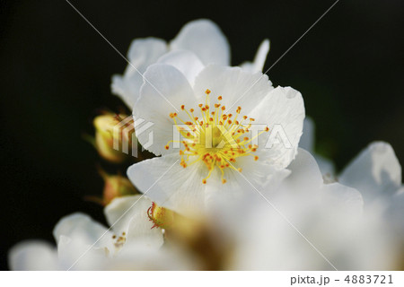 白いノイバラの花 4883721