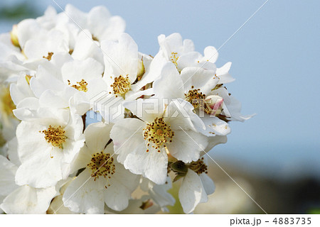 ノイバラの花 4883735