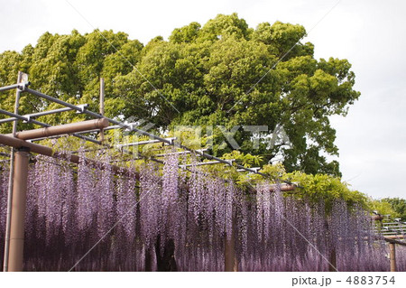 藤棚 藤棚 4883754