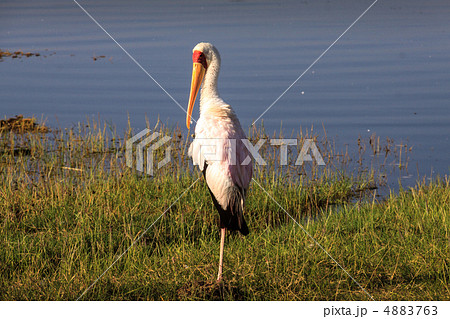 アフリカトキコウ 4883763