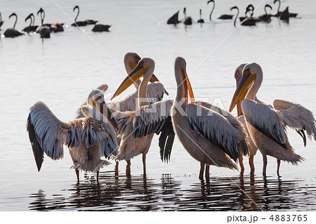 ペリカン ペリカン 4883765