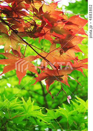 新緑 新緑 4883802