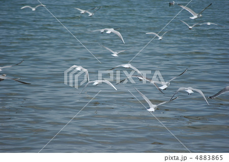 カモメ飛ぶ カモメ飛ぶ 4883865
