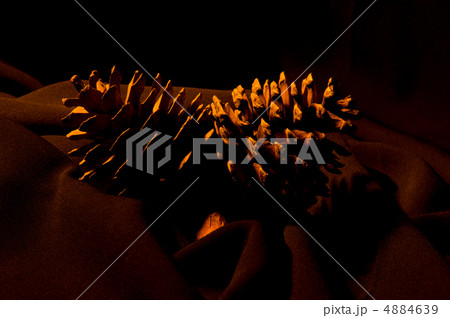 pine cone on the black background pine cone on the black background 4884639