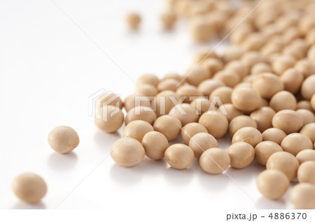 たくさんの大豆 4886370