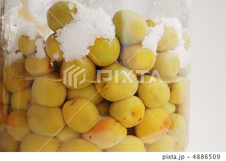 塩漬け梅 塩漬け梅 4886509