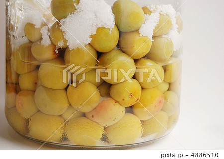 塩漬け梅 塩漬け梅 4886510