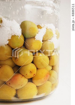 塩漬け梅 塩漬け梅 4886511