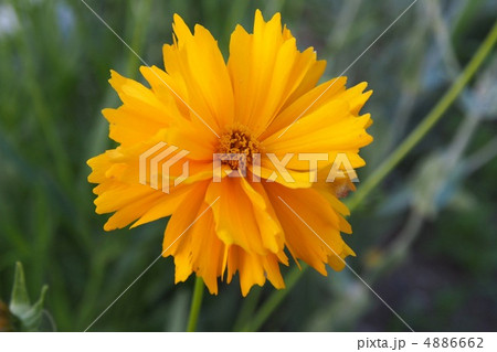 金鶏菊 4886662