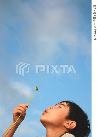 たんぽぽのわたげ。 4886728