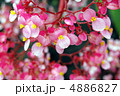可憐 4886827