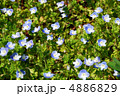 小春日和 4886829