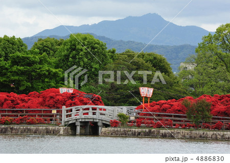 京都　長岡天満宮の霧島ツツジ 4886830