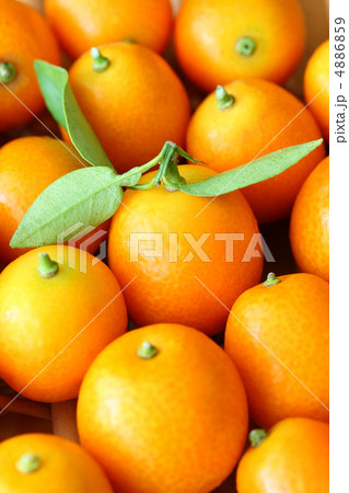 キンカン キンカン 4886859