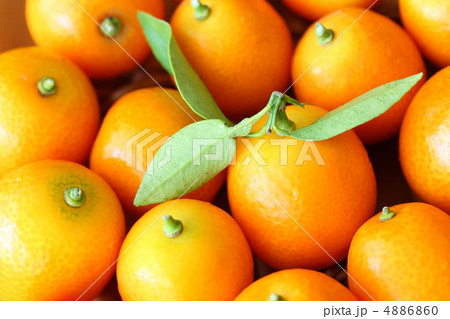 キンカン 4886860