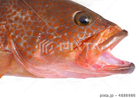 キジハタ(頭部) キジハタ(頭部) 4886986