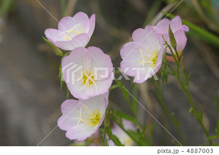 ヒルザキツキミソウ ヒルザキツキミソウ 4887003