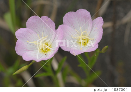 ヒルザキツキミソウ ヒルザキツキミソウ 4887004