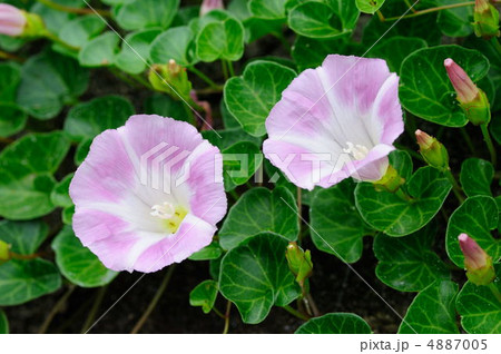 ハマヒルガオ ハマヒルガオ 4887005