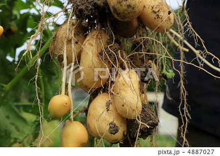 ジャガイモの収穫（六月上旬） 4887027