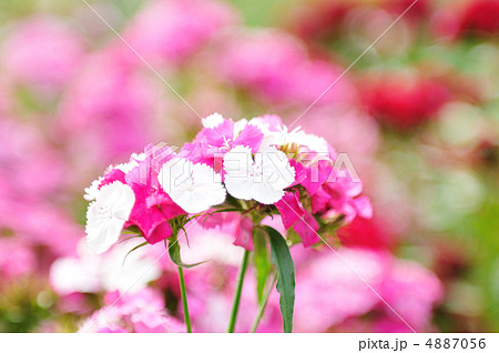 セキチク セキチク 4887056