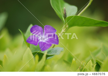 ツルニチニチソウ 4887076