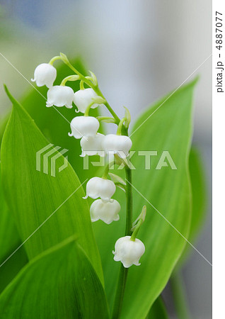 スズラン 4887077