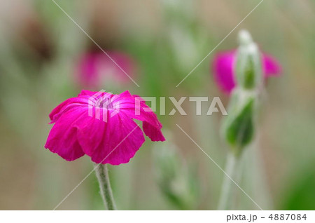 スイセンノウ スイセンノウ 4887084