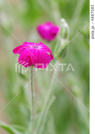 スイセンノウ スイセンノウ 4887085