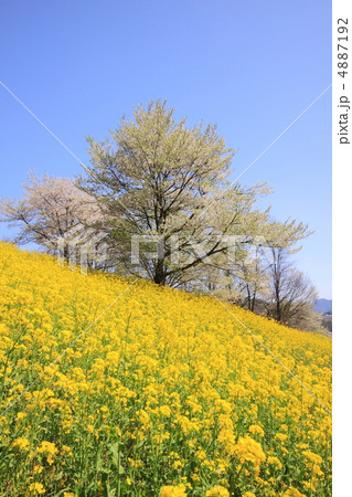 長野県池田町の陸郷の桜と菜の花 長野県池田町の陸郷の桜と菜の花 4887192