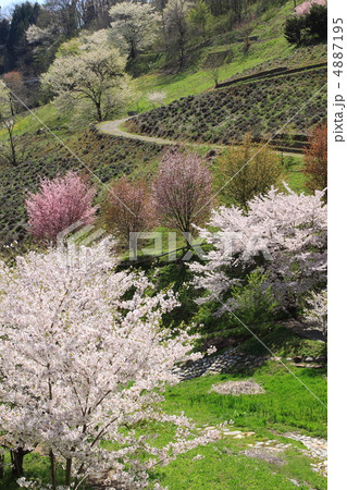 長野県池田町の陸郷の桜 長野県池田町の陸郷の桜 4887195