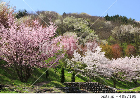 長野県池田町の陸郷の桜 長野県池田町の陸郷の桜 4887199
