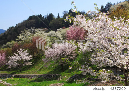 長野県池田町の陸郷の桜 長野県池田町の陸郷の桜 4887200