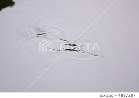 オオアメンボ 4887287